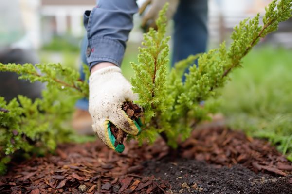 Church Mulching in Georgetown
