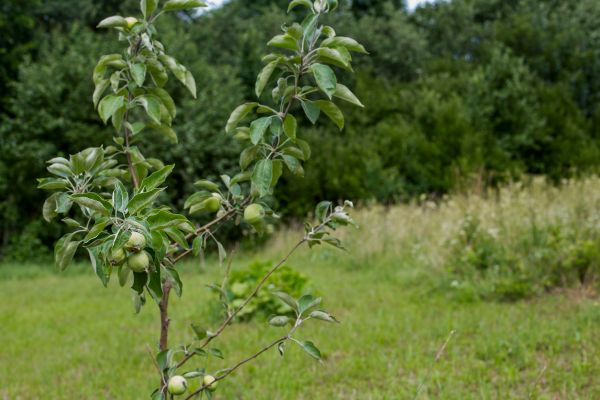 Apple Tree Planting in Georgetown