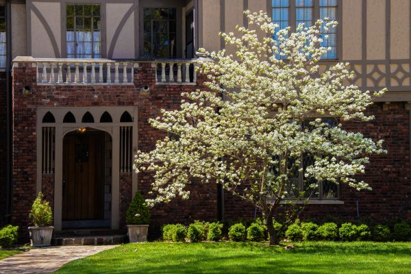 Dogwood Tree Planting in Georgetown